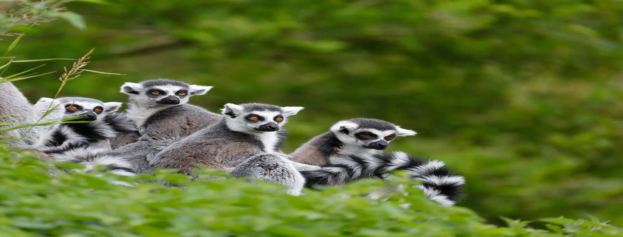 Image for Lemur Park